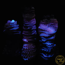 Load image into Gallery viewer, XL Ankheg, Soft 00-30 Firmness, Genderfluids, 6430