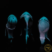 Load image into Gallery viewer, |SOLD OUT| *QIMERA FORGE by PF* Medium Eastern Dragon, Soft 00-30 Firmness, Forbidden Fruits, 7122